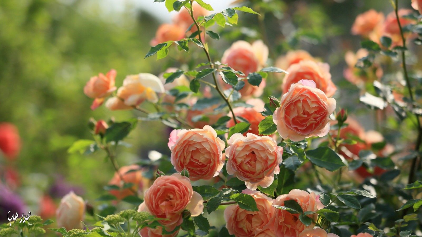 خلفيات ورود طبيعية روعه 2017 اجمل ألوان الورد الطبيعي صور ورد جوري